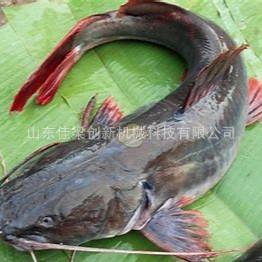 鲶鱼清洗机鱼类海鲜去腥黏液多功能清洗设备鸭肠清洗机厂家直销