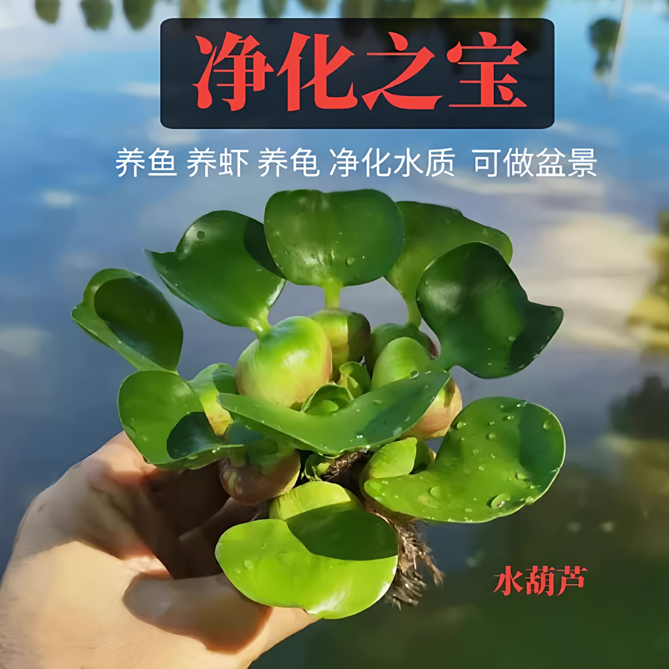 水葫芦水草浮萍水培植物造景鱼塘鱼池鱼缸花水草净化水质驱蚊植物