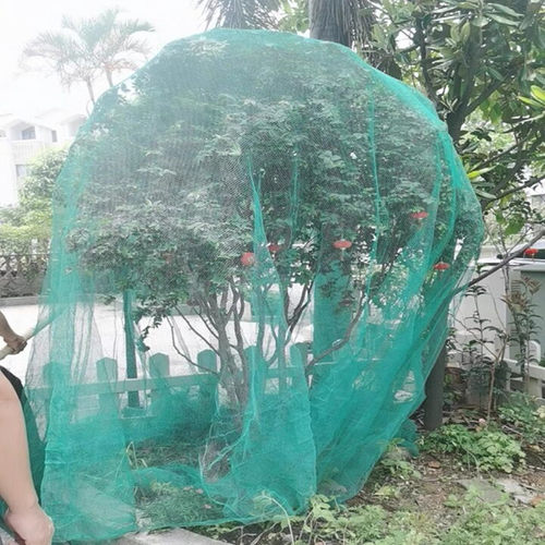 果树防鸟网罩无花樱桃用的