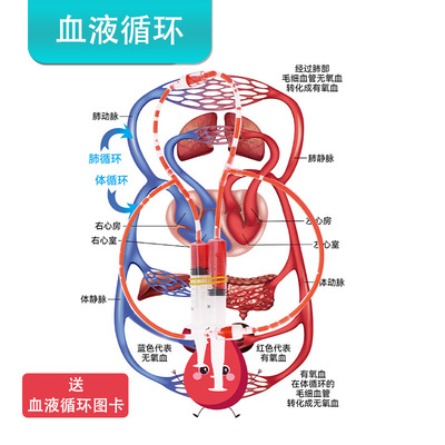 人体血液循环系统模型 diy科技小制作stem科学实验教具创客材料