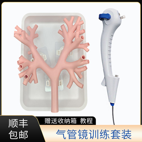 支气肺管练习模型电子纤维支镜训练模型模拟器介入四级