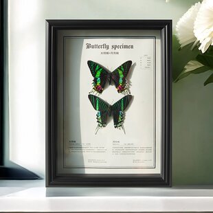 太阳蛾真蝴蝶昆虫动物标本相框装饰画成品摆件送女友生日礼物高级