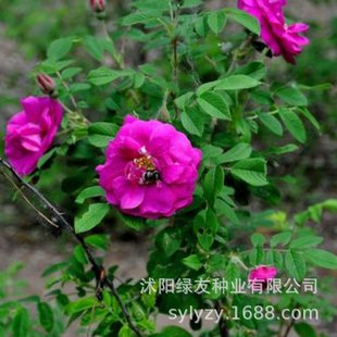 公司 多年生花灌木种子 小乔木 红刺梅花种子 野生玫瑰花种籽
