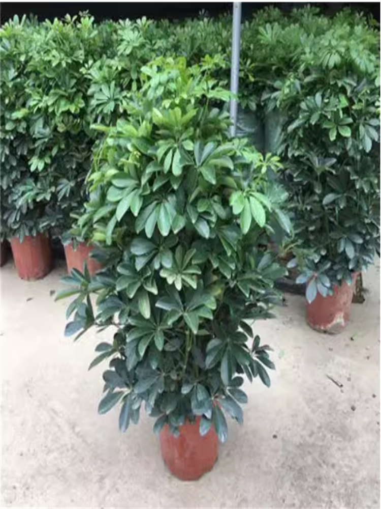 大型绿植鸭脚木七叶莲摇钱树八方来财盆栽发财树办公室 室内 客厅