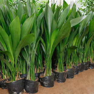 一叶兰盆栽 净化空气水培好养大叶观叶植物 室内客厅四季常青耐寒