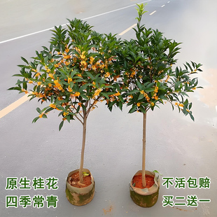 原生桂花树苗地栽四季开花金桂丹桂沉香桂盆景天香台阁大型八月桂