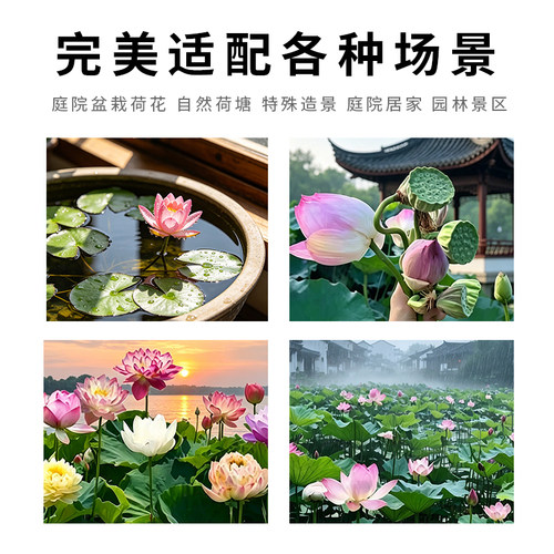 荷花莲花藕苗水培植物观赏荷花藕种水培绿植池塘花卉睡莲莲藕苗种