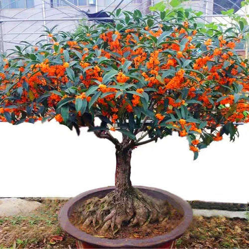 桂花树苗盆栽浓香型四季庭