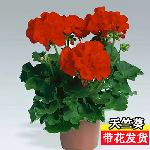 重瓣天竺葵盆栽花苗带花苞不断洋绣球苗室内阳台好养花卉