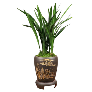 兰花盆栽春兰香兰墨兰名贵兰花苗直销带花苞植物室内耐寒绿植花卉