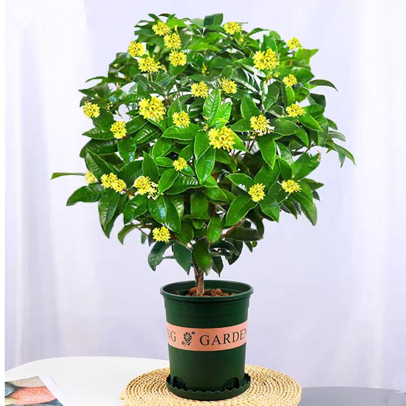 四季桂花树苗盆地栽矮株金