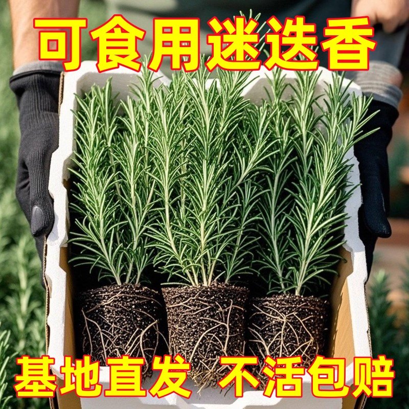 迷迭草新鲜驱蚊香草可食用盆栽新鲜植物牛排室内绿植净化空气,鲜花速递/花卉仿真/绿植园艺,藤本/攀援植物,淘宝优惠券,粉丝福利购,淘宝优惠卷