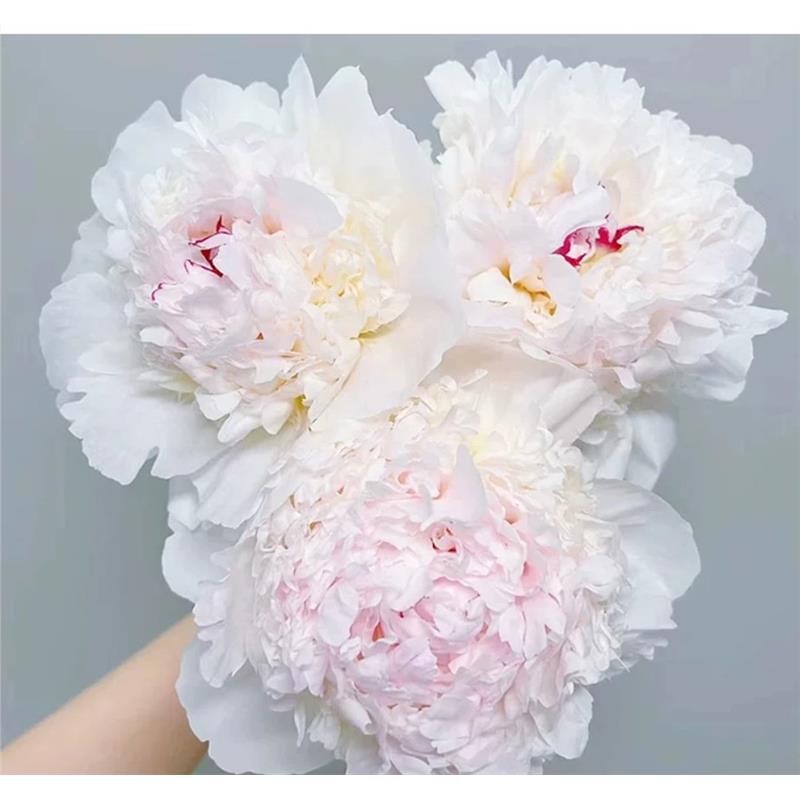 芍药花苗四季易活多年生卉