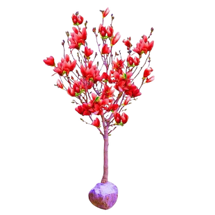 玉兰花树苗盆栽地栽带花苞红黄白紫玉兰庭院别墅园林绿化四季开花