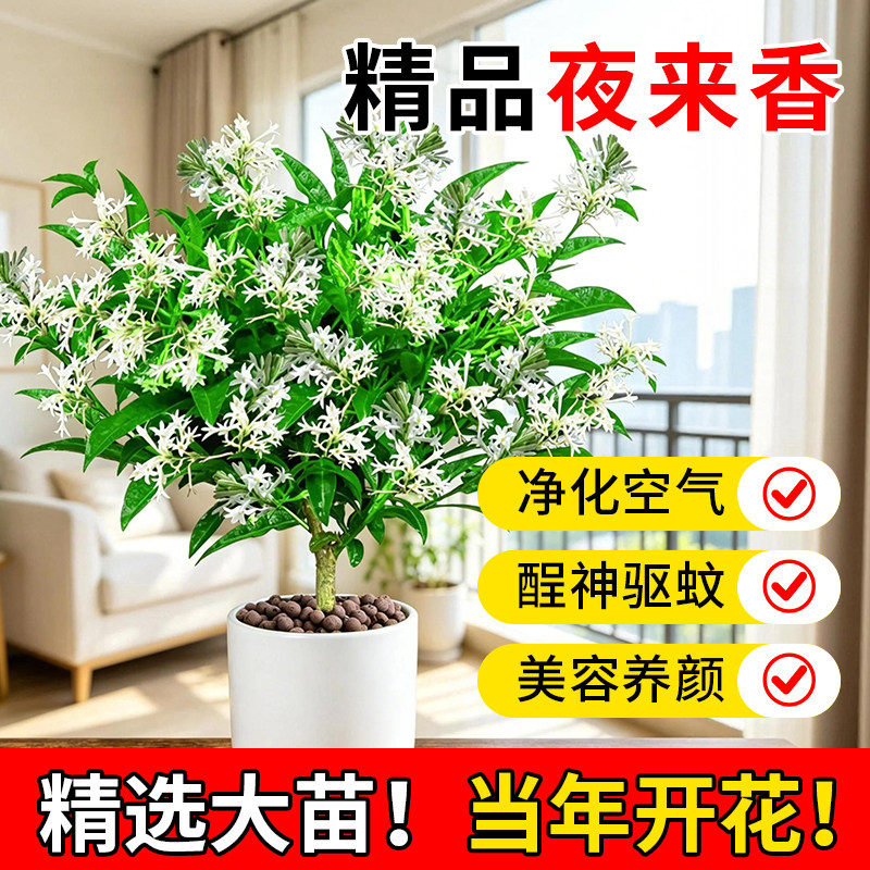 夜来香盆栽夏季驱蚊香草树苗花卉绿植物室内桌面阳台客厅四季开花