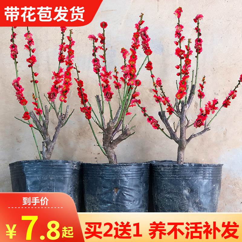 浓香梅花盆栽老桩卉植物室内