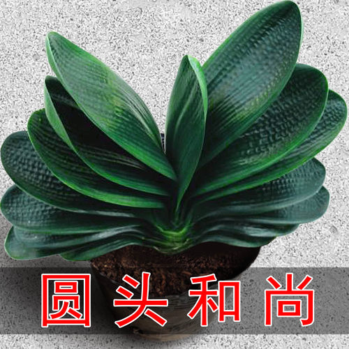 圆头和尚君子兰盆栽带花苞老