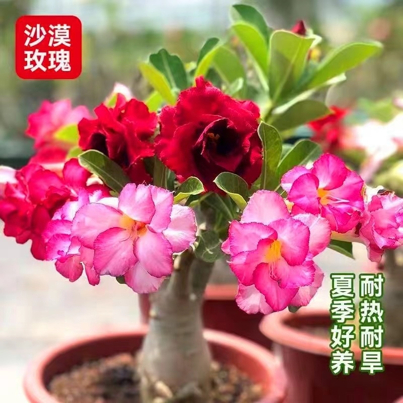重瓣沙漠玫瑰花苗盆栽带苞
