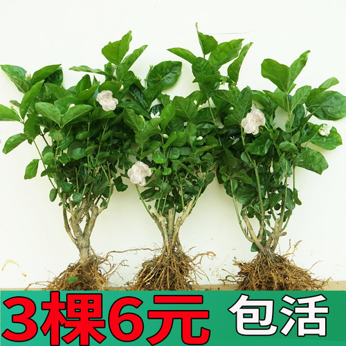 横县茉莉花盆栽苗老桩浓香卉