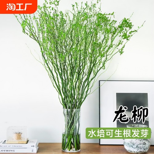龙柳鲜枝水培干室内养绿植
