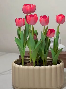 荷兰进口郁金香种球土培带