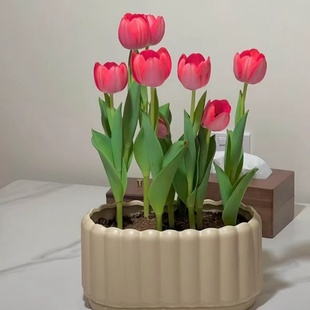 荷兰进口郁金香种球土培带芽5度球四季 开花室内外阳台土培盆栽好