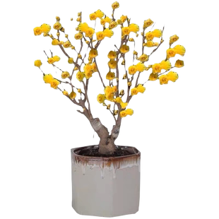 红梅树苗绿梅腊梅榆叶梅老桩耐寒植物盆景梅花树阳台盆栽庭院花卉