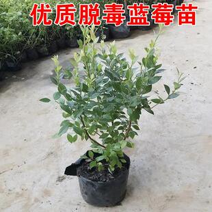 蓝莓树果苗南方北方种植盆栽奥尼尔l25兔眼蓝莓苗 蓝梅树树苗带土