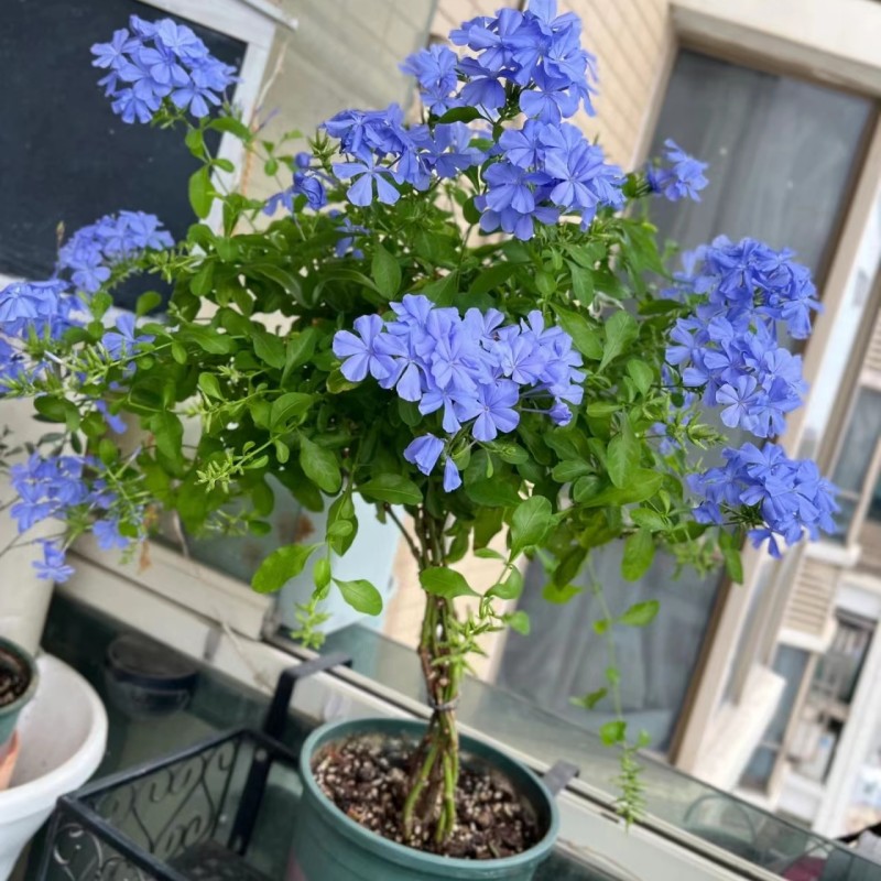 蓝雪花苗盆栽大带好养活阳