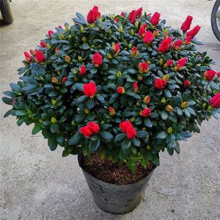 杜鹃花盆栽带花苞特大老桩花卉室内外绿植阳台好养耐寒四季开化