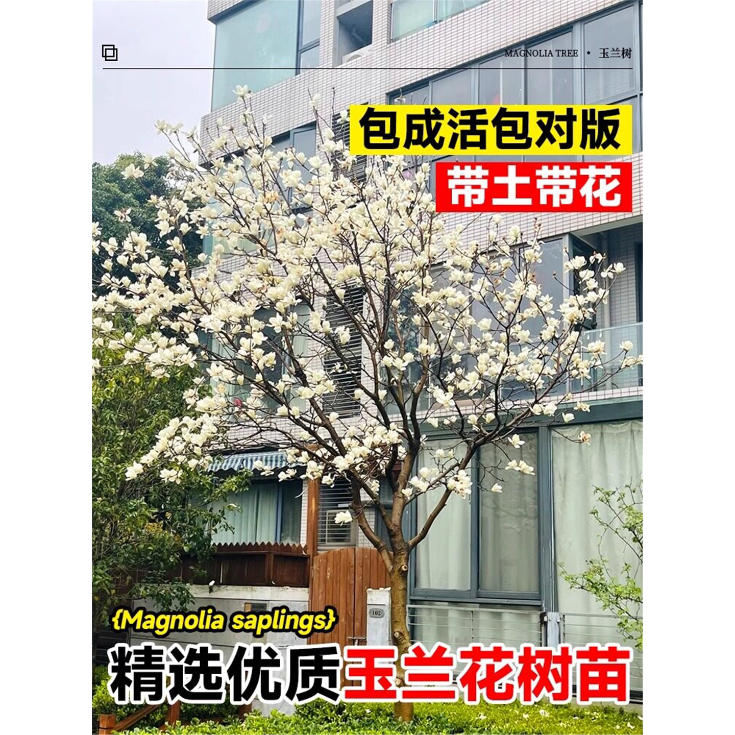 白玉兰花树苗带苞广室外庭