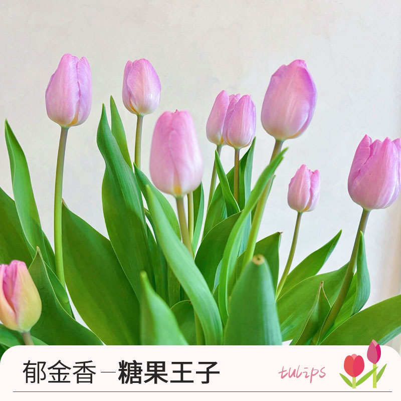 荷兰进口大球郁金香水培种球花种子秋冬季室内外年宵花卉开花土培