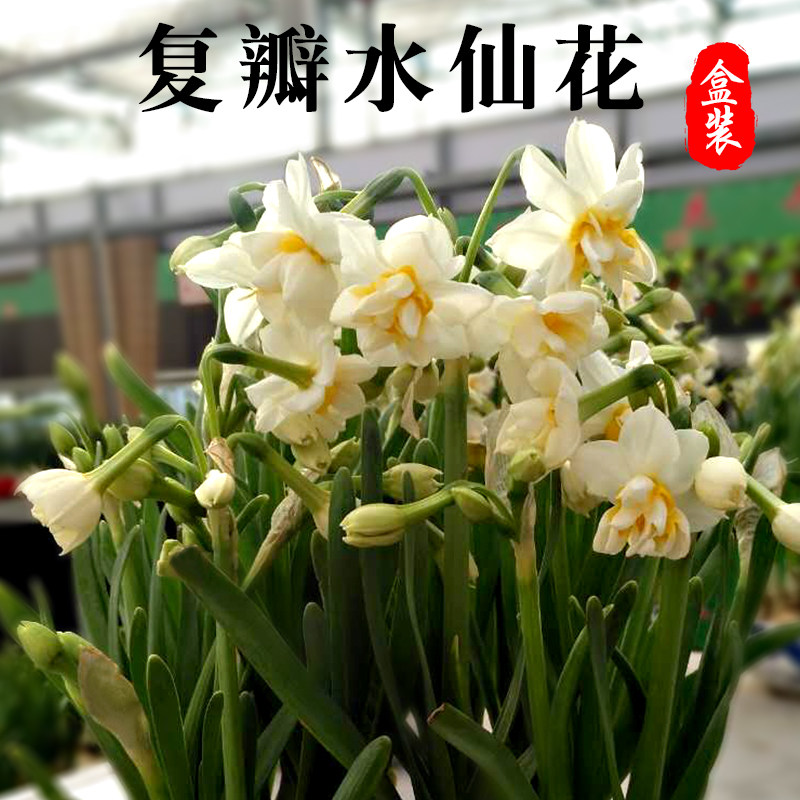 【整箱】复瓣水仙花种球水养植物漳州重瓣花种子水培花卉玉玲珑