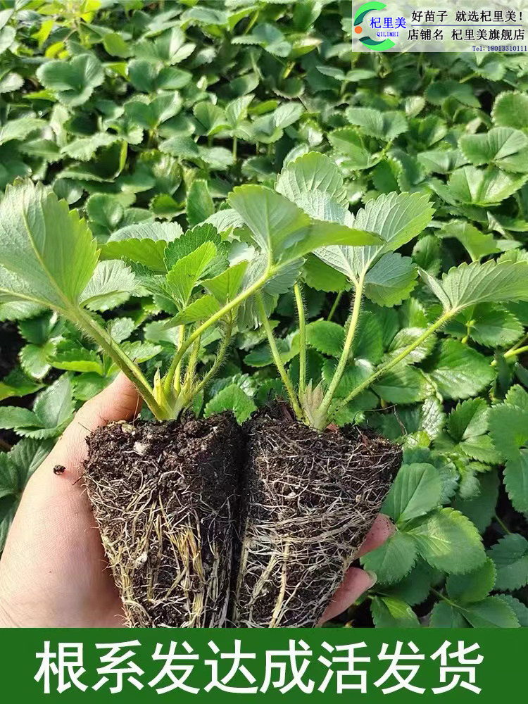 草莓苗带花带果盆栽带土丹东奶油甜宝章姬久香草莓秧苗四季种子籽