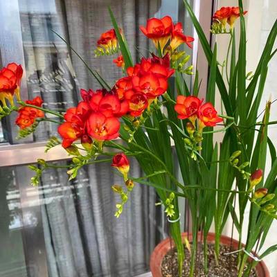 香雪兰种球室内阳台重瓣