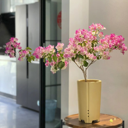 重瓣三角梅盆栽大苗带花老