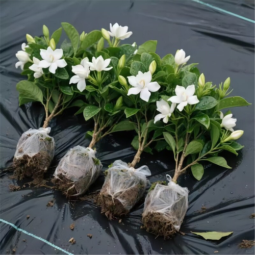 栀子花盆栽带苞树苗浓香型