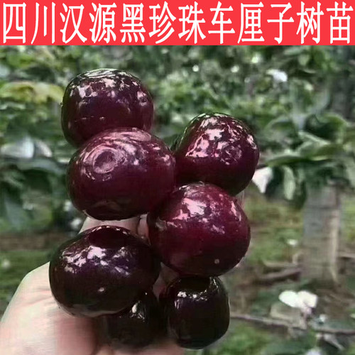 四川汉源甜樱桃树苗俄8美早红