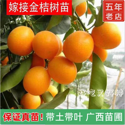 正宗嫁接广西融安第三代脆