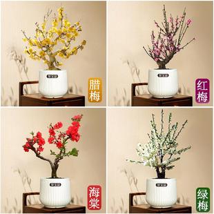 老桩素心腊梅花树苗盆栽红梅绿梅盆景大苗耐寒花卉适合冬天养的花