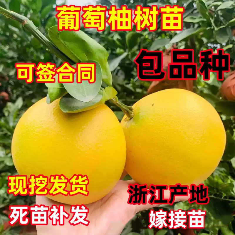 台湾黄金超甜葡萄柚子树苗嫁接鸡尾葡萄柚苗南方地栽种植当年结果