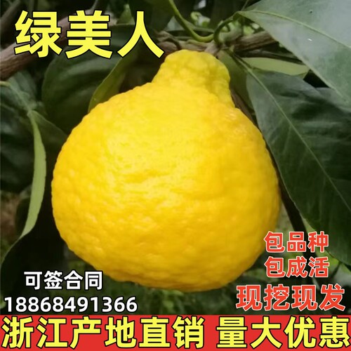 柑桔苗绿美人橘子树苗当年结果苗