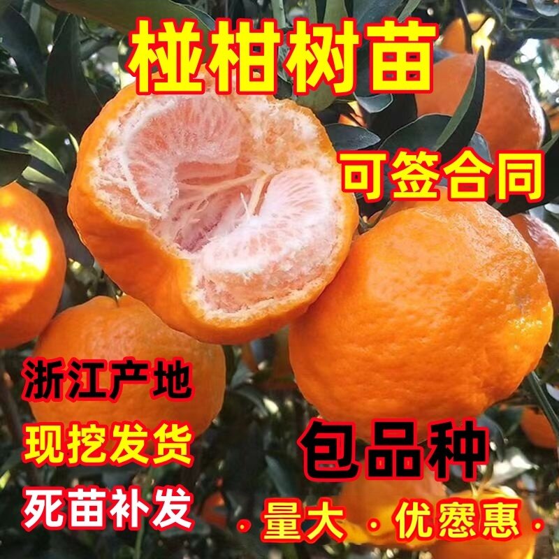 正宗椪柑树苗嫁接无核芦柑苗大果无籽椪柑南方地栽盆栽当年结果