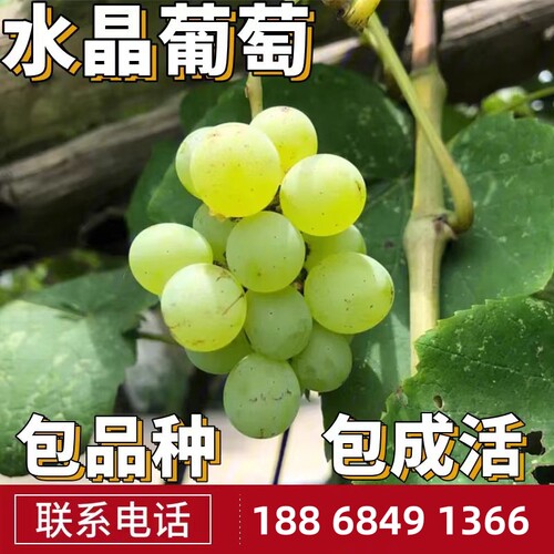 老品种水晶葡萄苗南北方庭院地栽爬藤果树盆栽嫁接耐寒当年结果