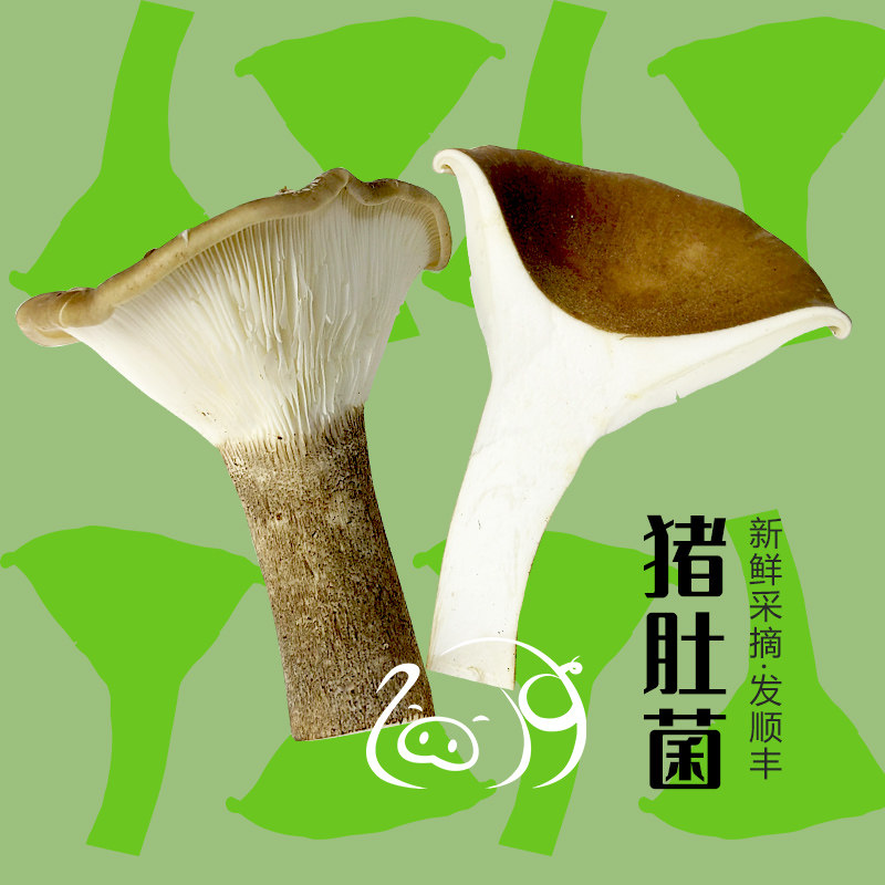 云南特产新鲜现摘猪肚菌源产地直发精品猪蘑菇煲汤食材1斤发顺丰