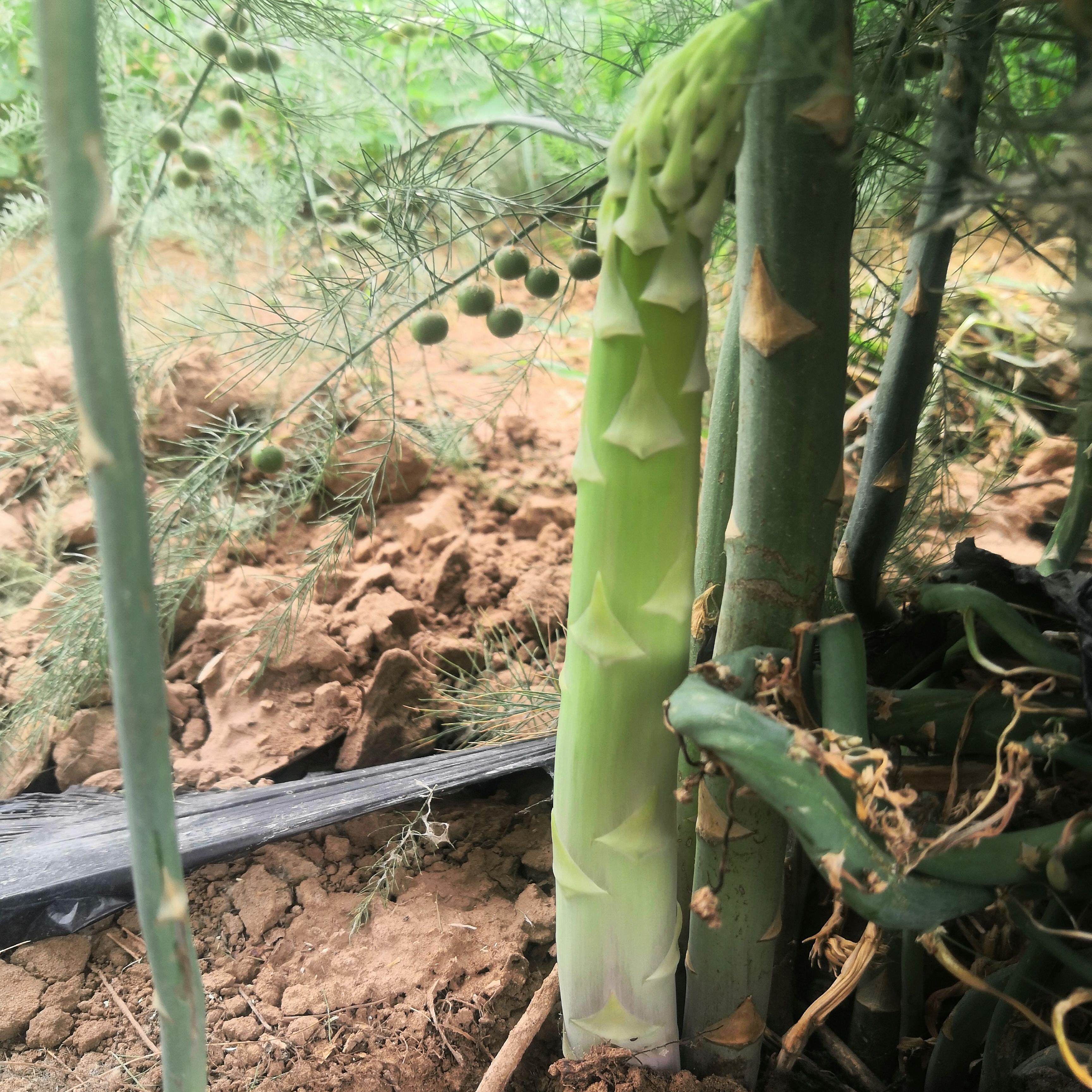 自家种植青芦笋绿芦笋新鲜蔬菜高档食材龙须菜石刁柏现采现发包邮