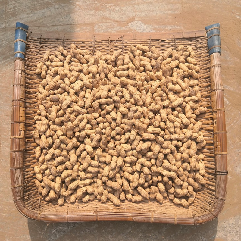 带壳生花生2025新鲜花生米原味花生农家种植新鲜自然晒干花生种子
