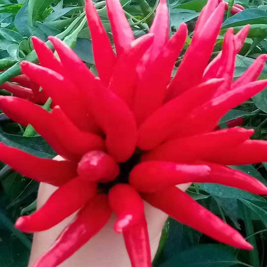 新鲜小米椒又香又辣朝天椒指天椒现采现发辣椒酱辣椒油当季菜包邮