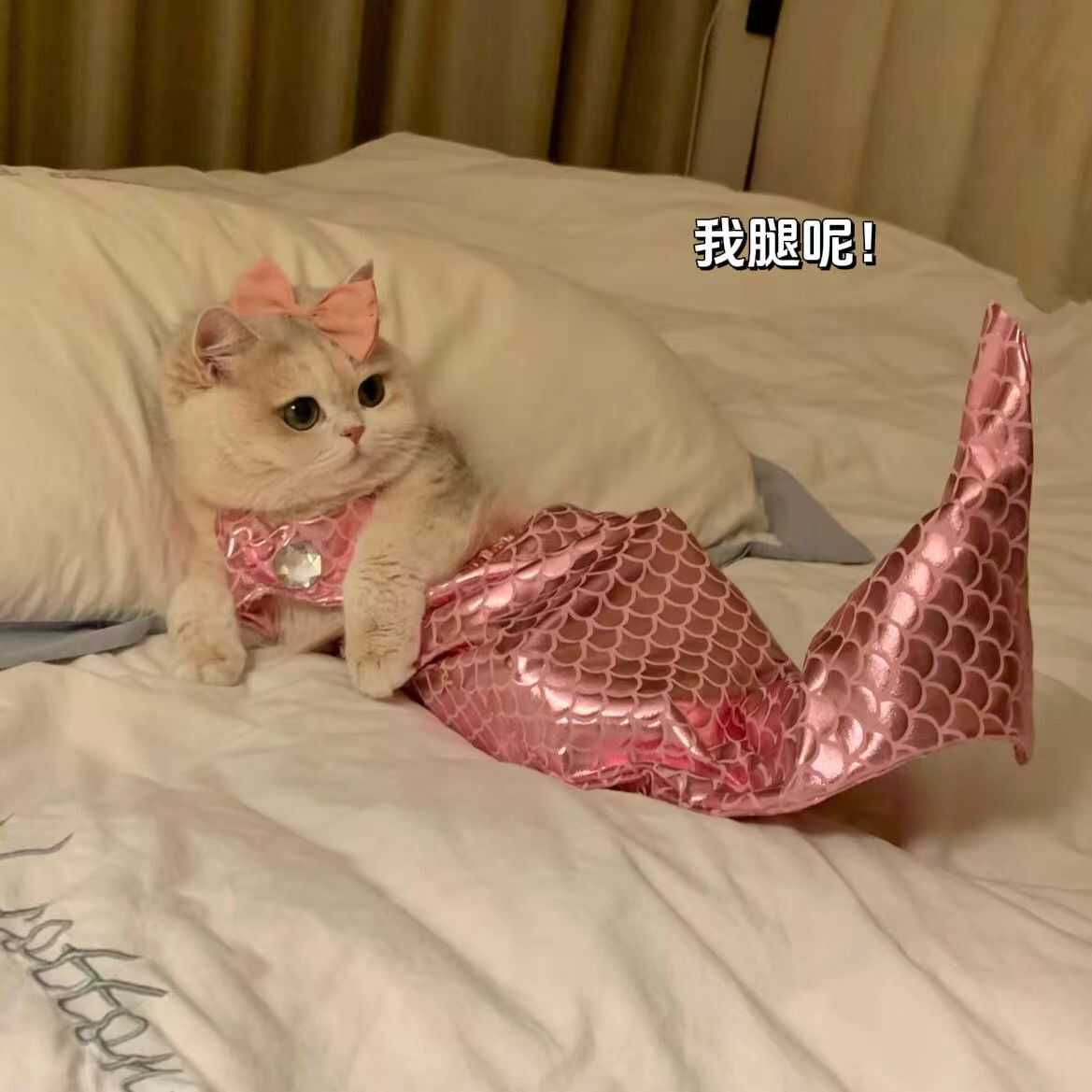 猫咪美人鱼尾巴宠物鱼尾装饰搞怪拍照道具连体搞笑宠物服装造型