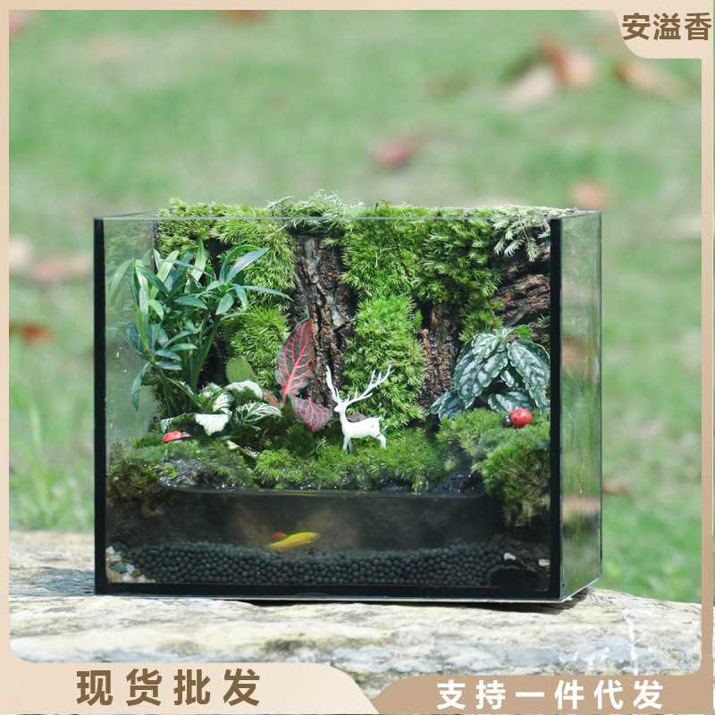 鱼缸桌面苔藓微景观水陆爬宠生态缸玻璃饲养箱角蛙水龟雨林缸成品